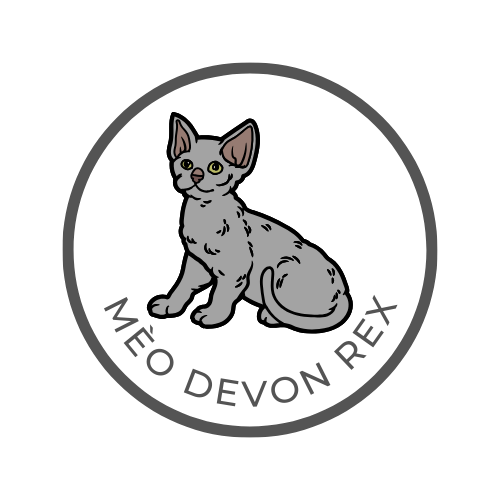 Mèo Devon Rex